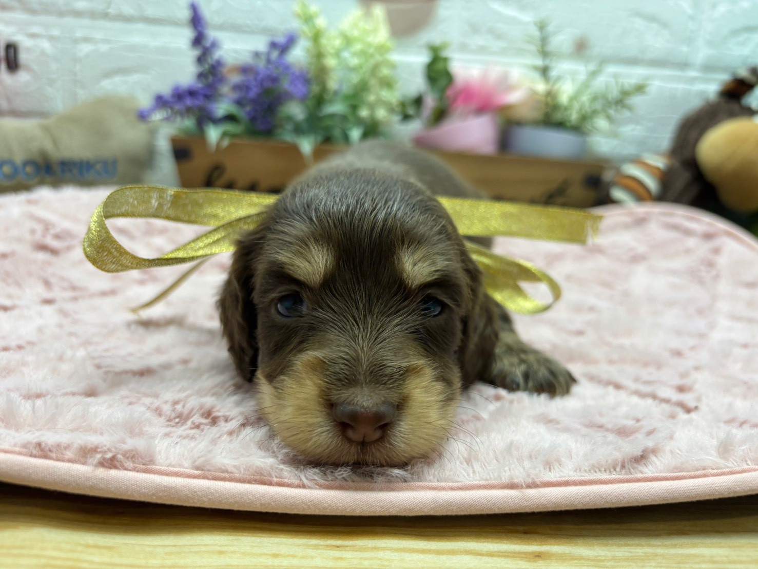 ミニチュア・ダックスフンド