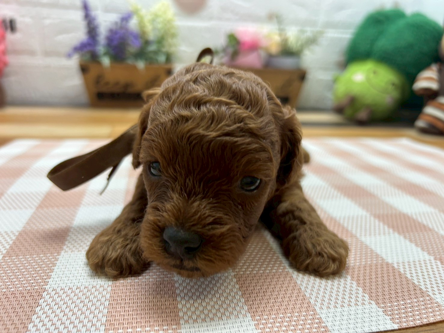 トイ・プードル