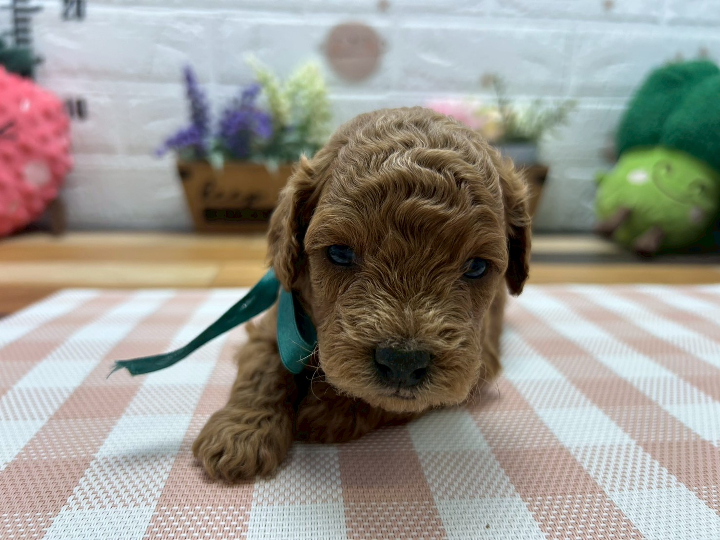 トイ・プードル