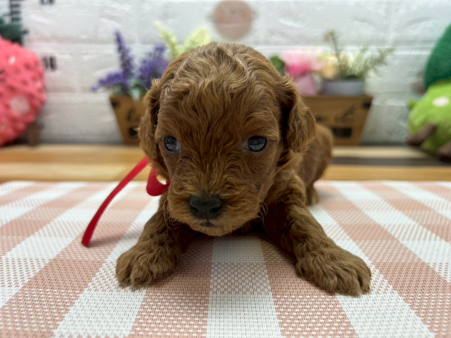 トイ・プードル