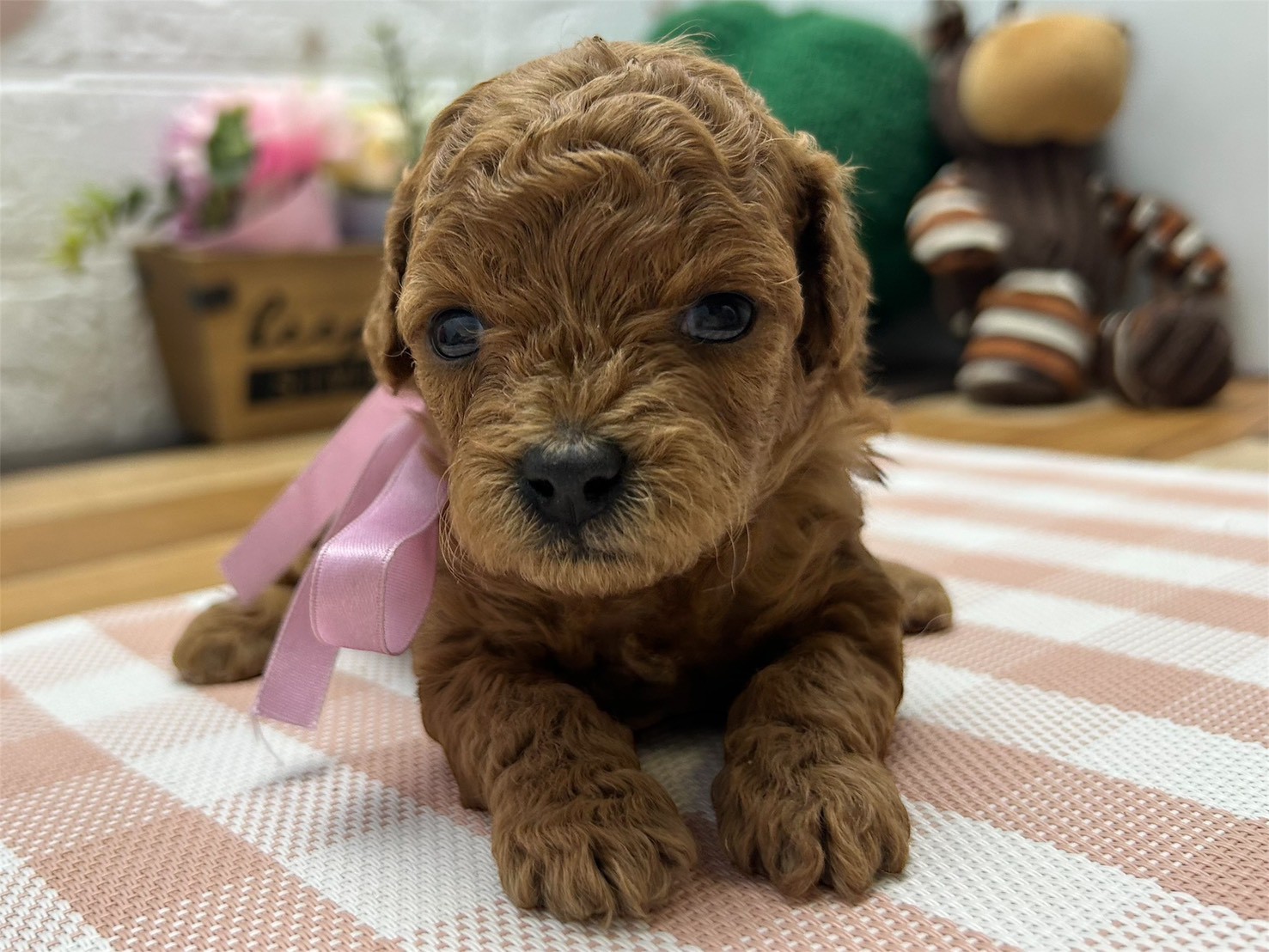 トイ・プードル