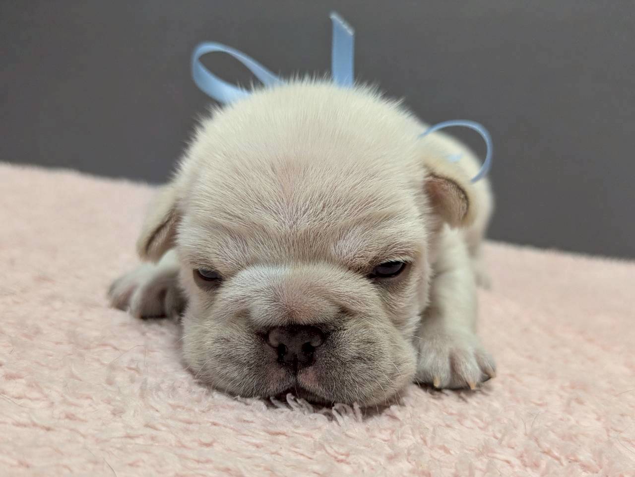 フレンチブルドッグ