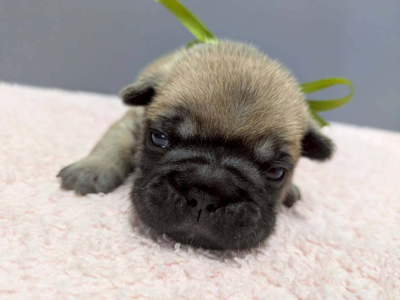 フレンチブルドッグ