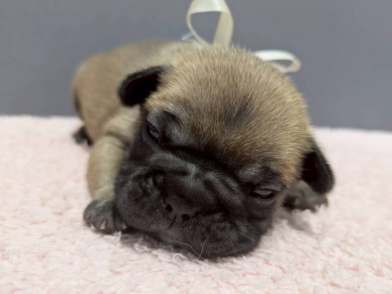 フレンチブルドッグ