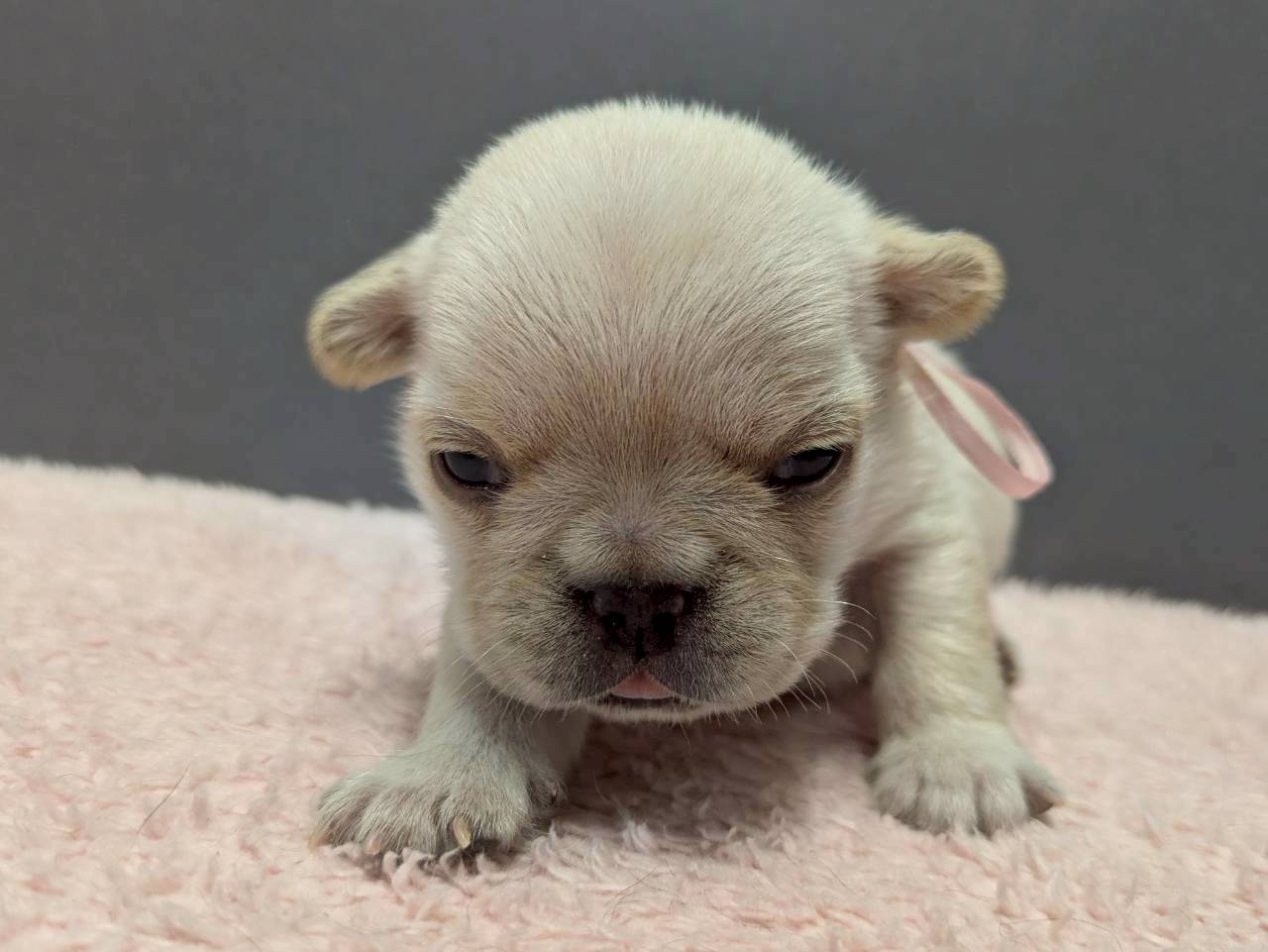 フレンチブルドッグ