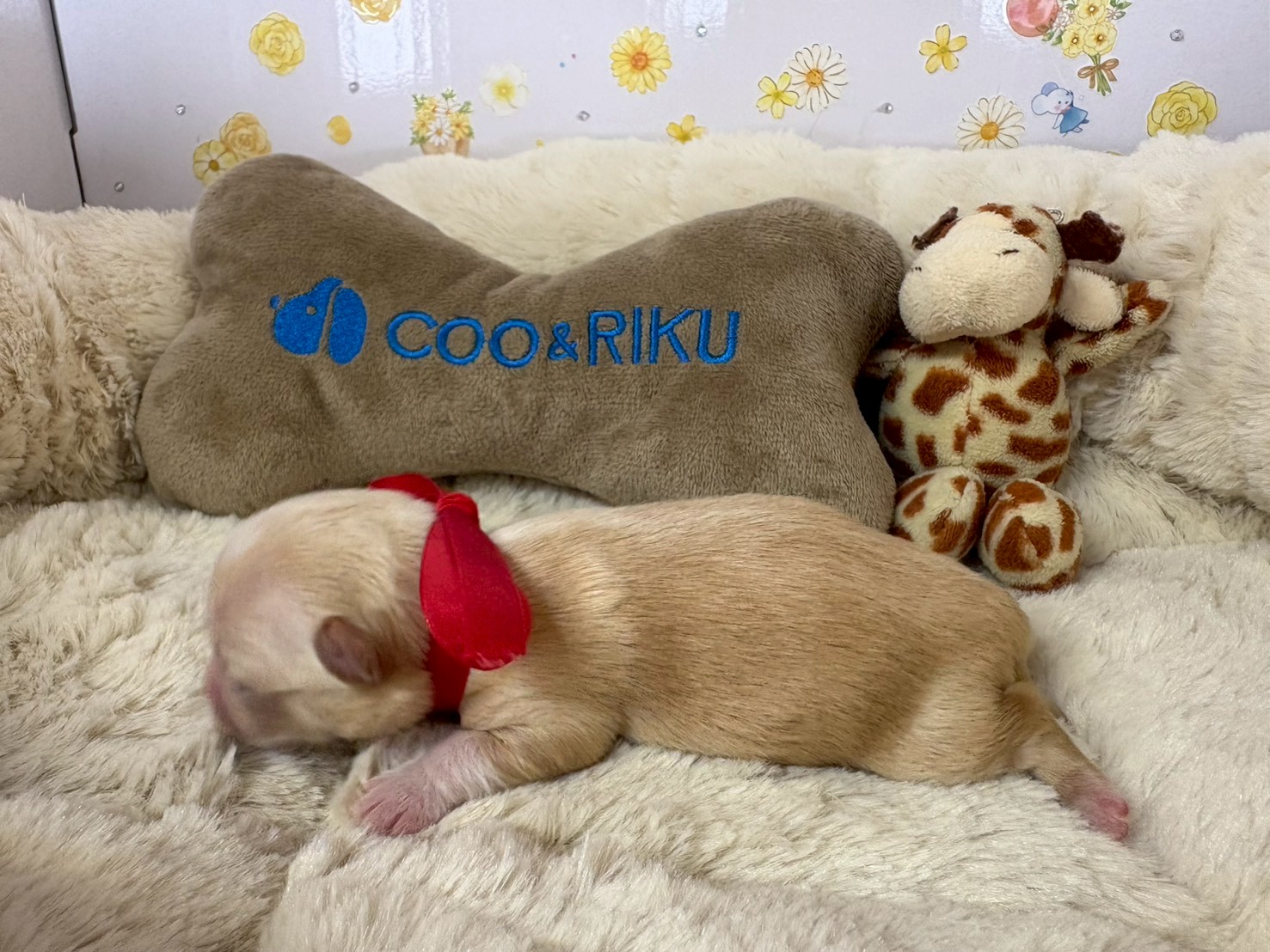 赤ちゃん写真1-2