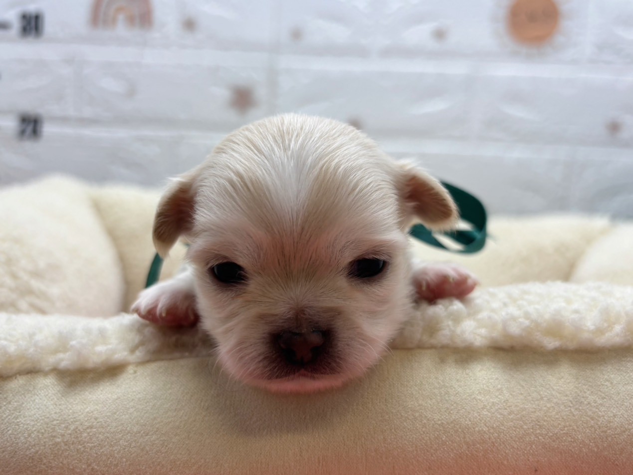 チワワ（ロングコート）