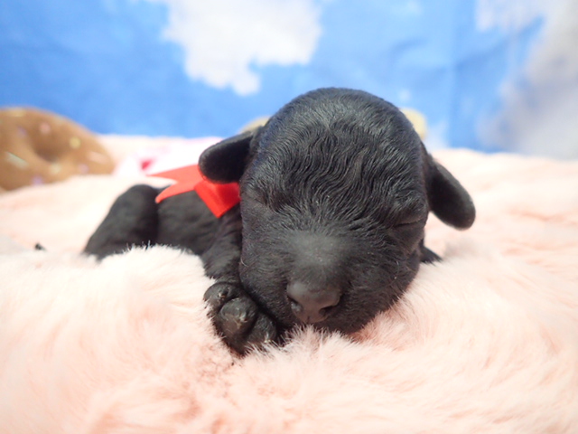 トイ・プードル