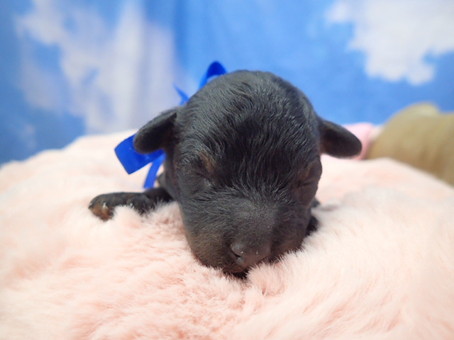 トイ・プードル