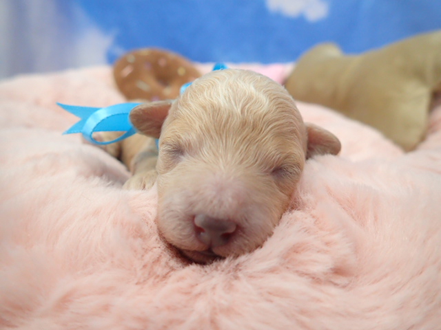 トイ・プードル