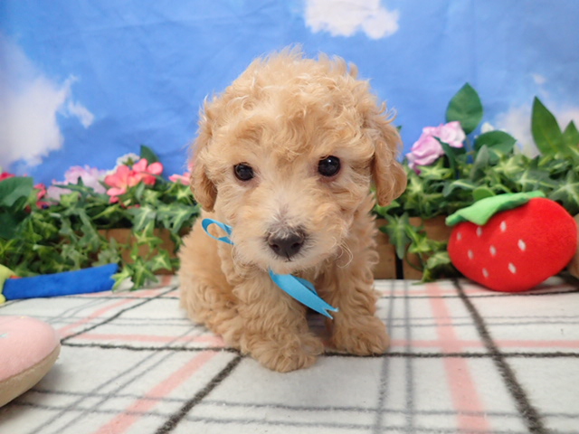 トイ・プードル