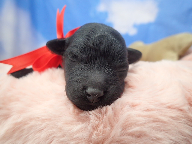 トイ・プードル