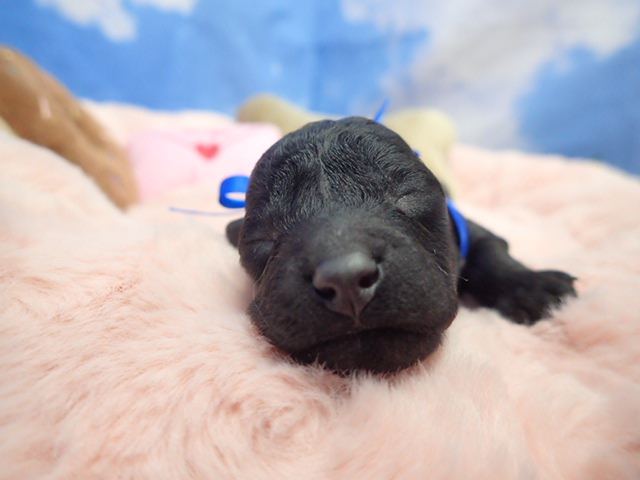 トイ・プードル