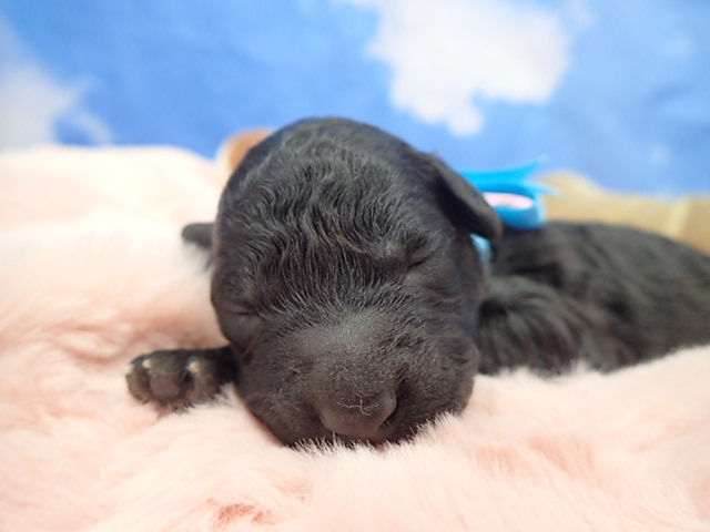 トイ・プードル