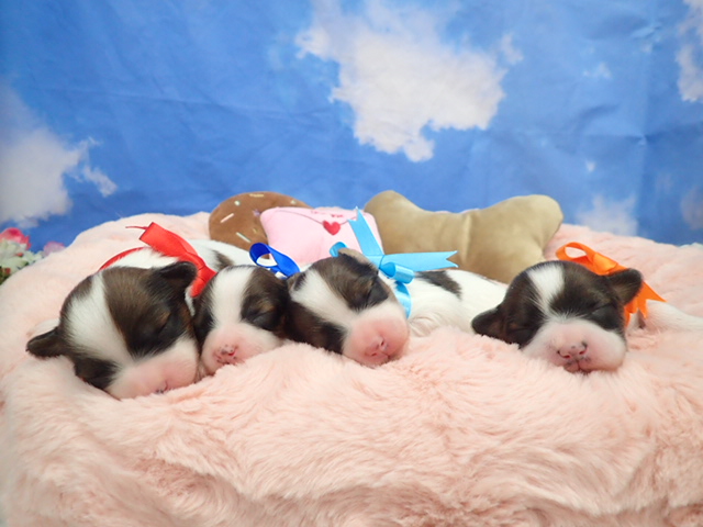 赤ちゃん写真1-3
