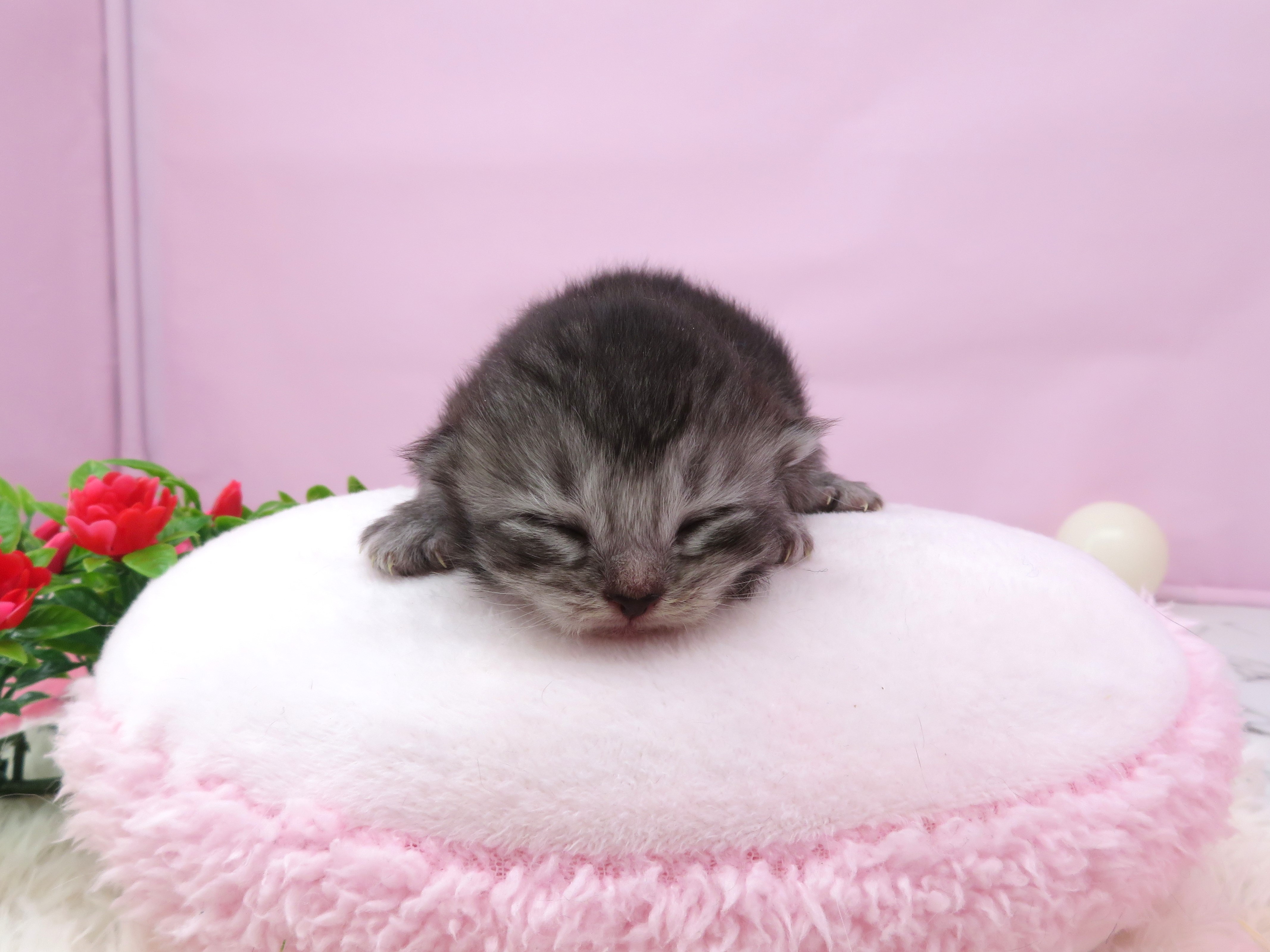赤ちゃん写真1-1
