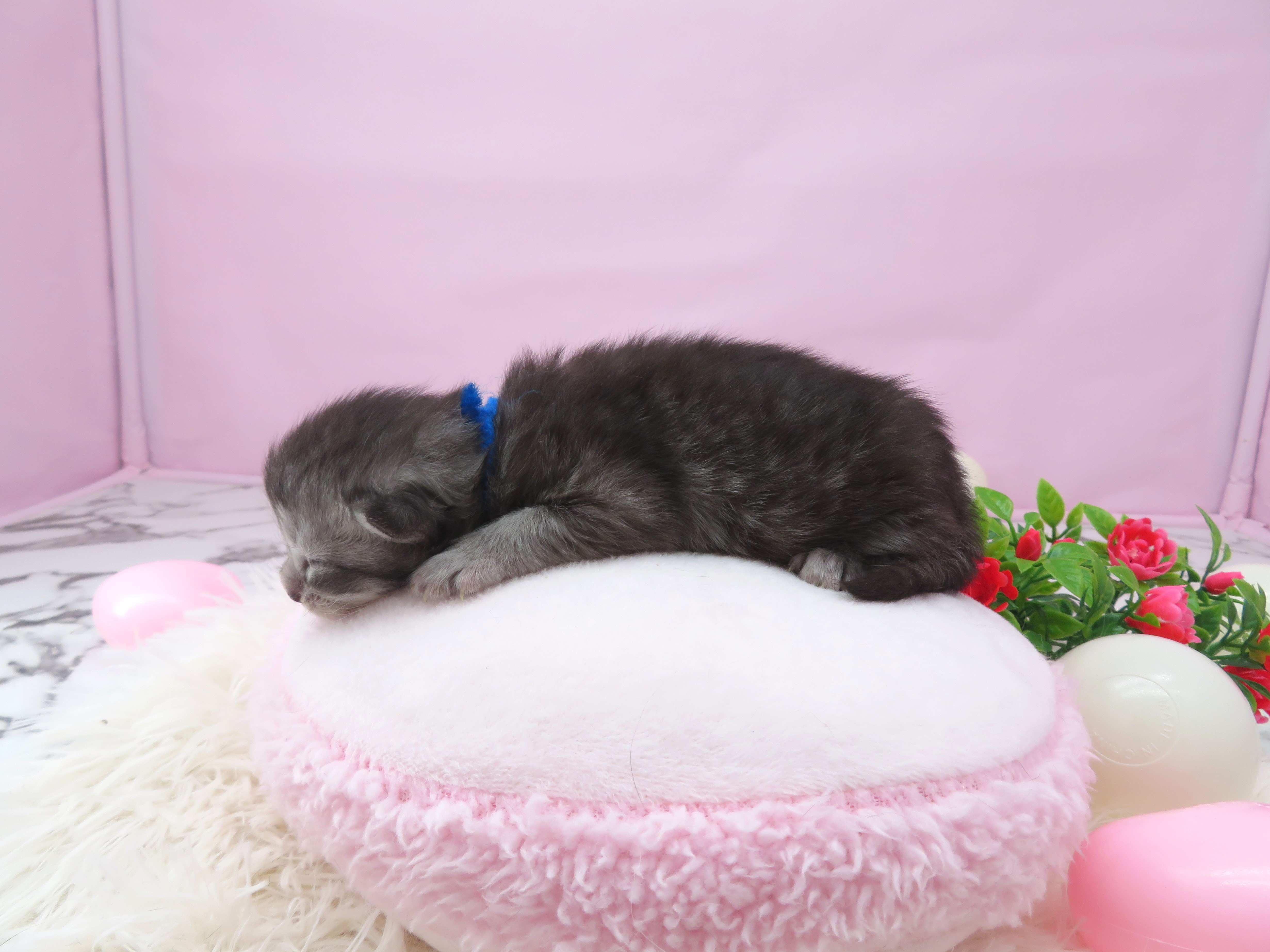 赤ちゃん写真1-2