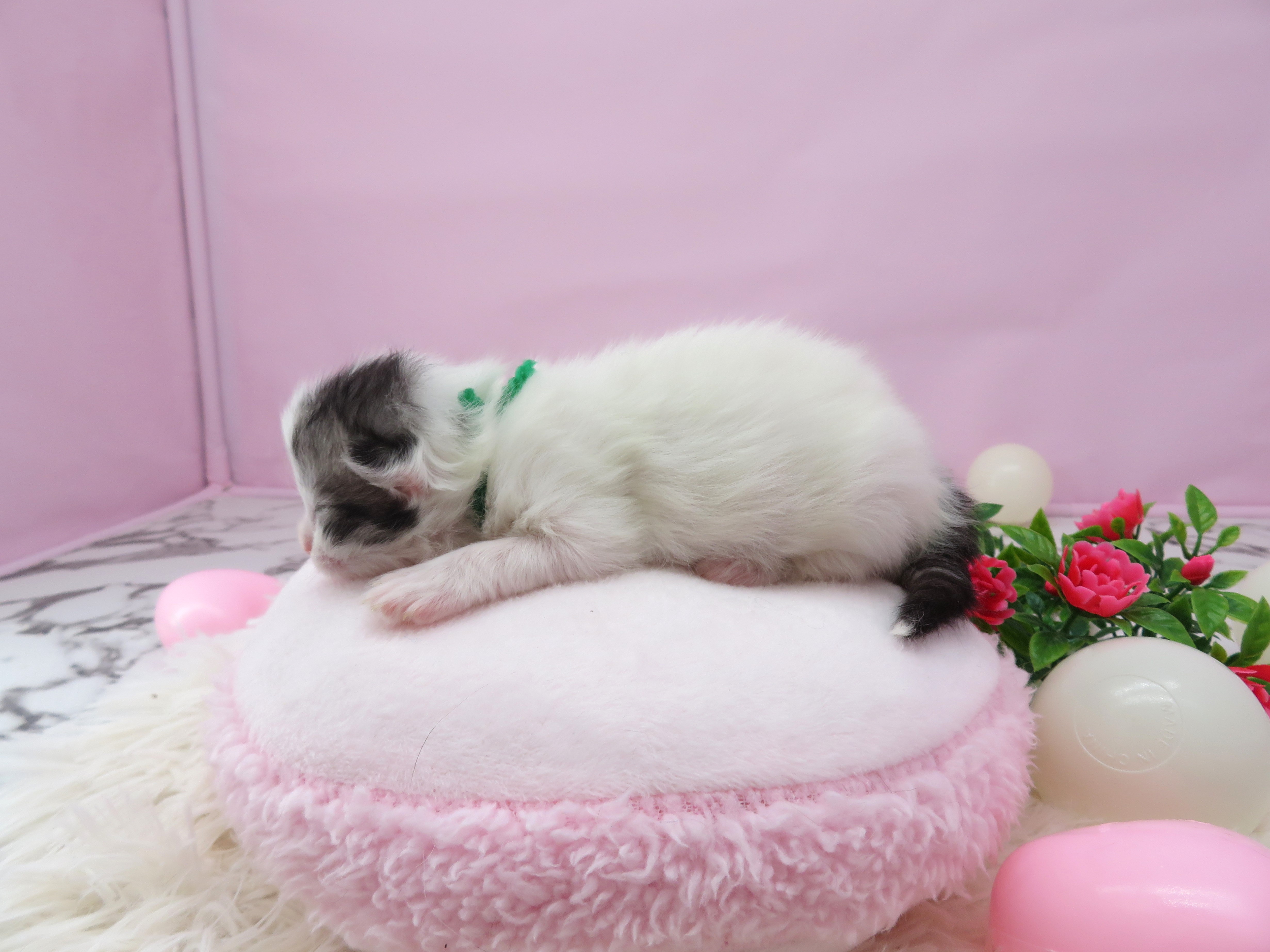 赤ちゃん写真1-2