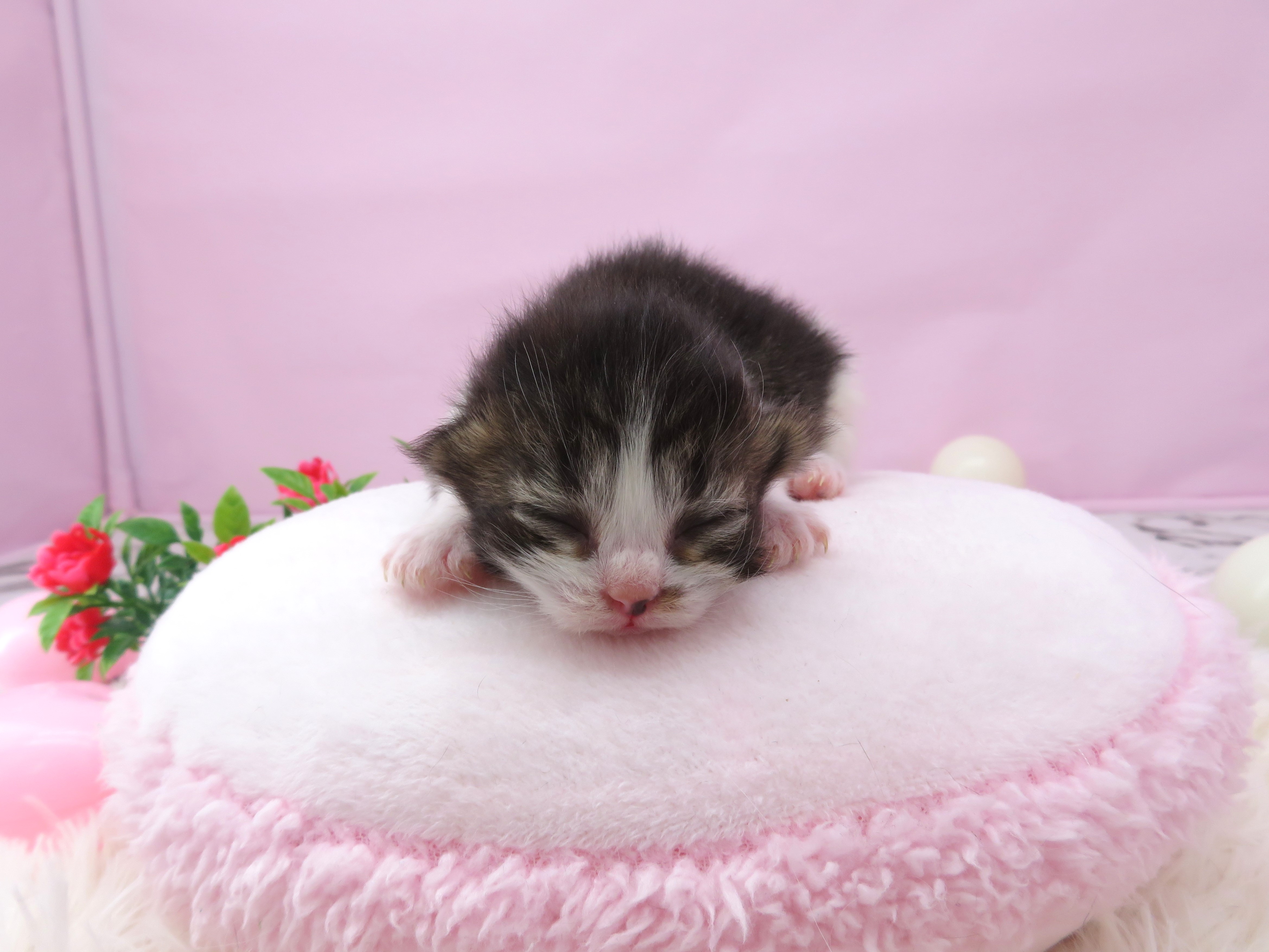 赤ちゃん写真1-1