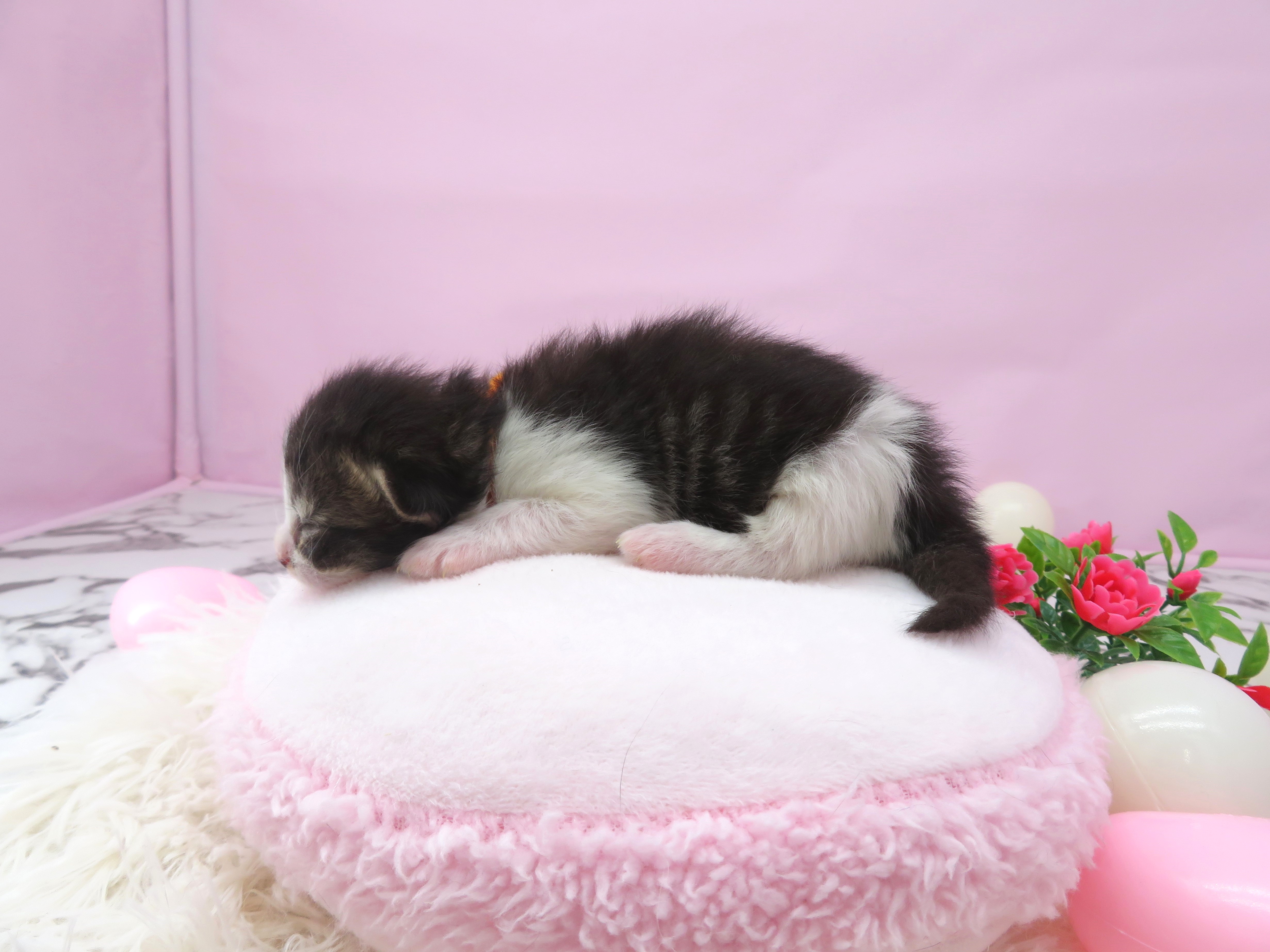 赤ちゃん写真1-2