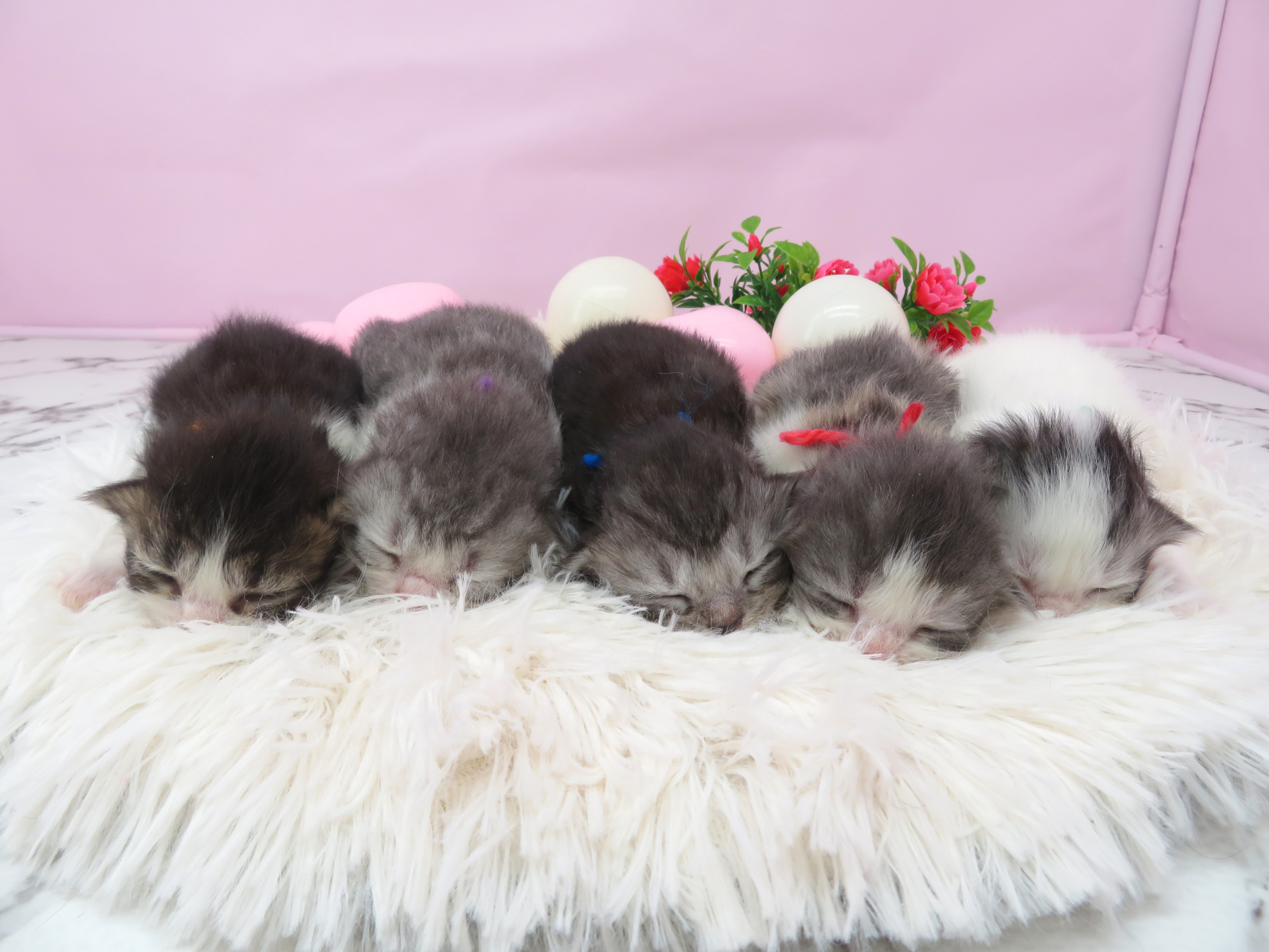 赤ちゃん写真1-3