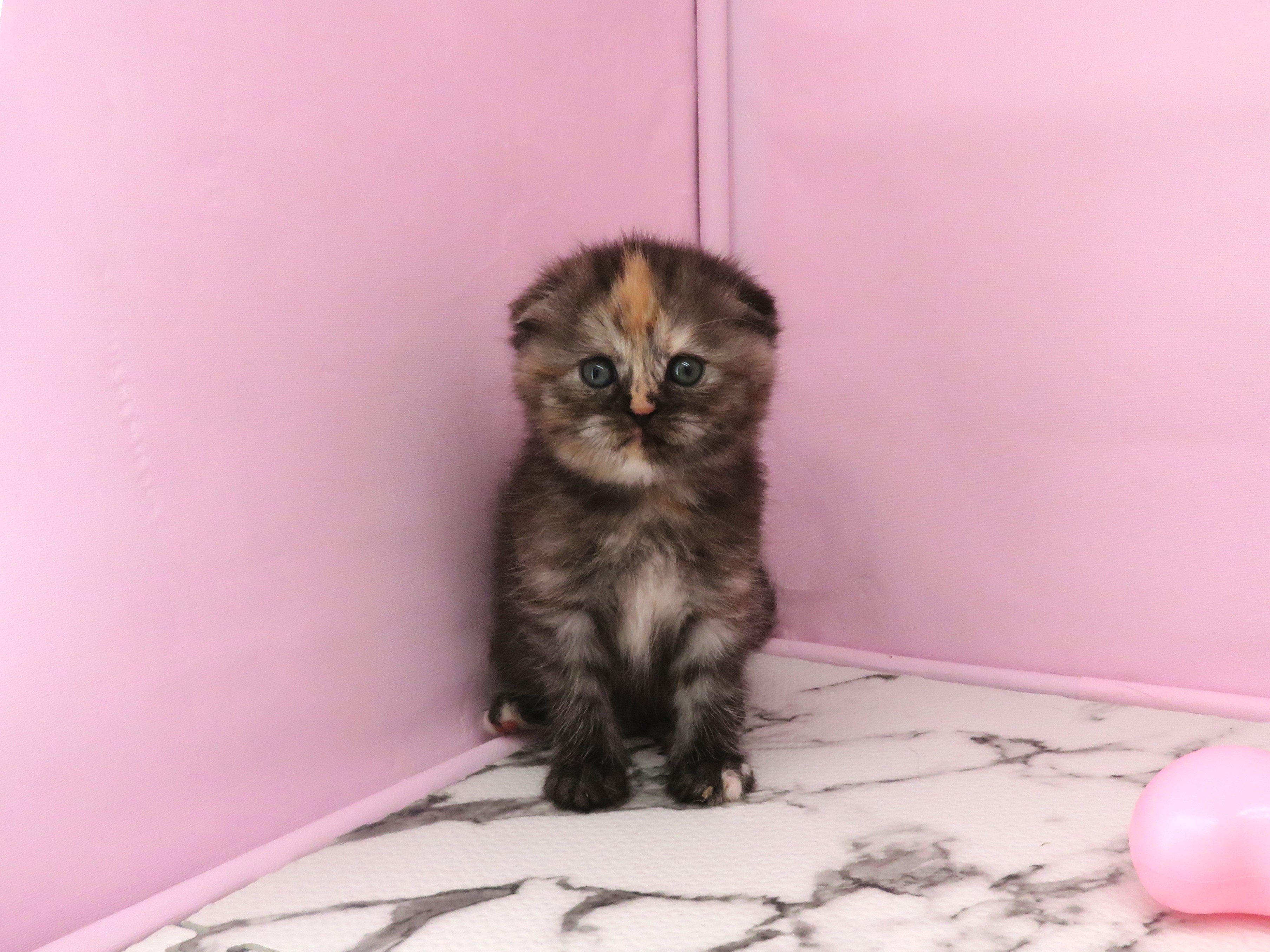 スコティッシュフォールド