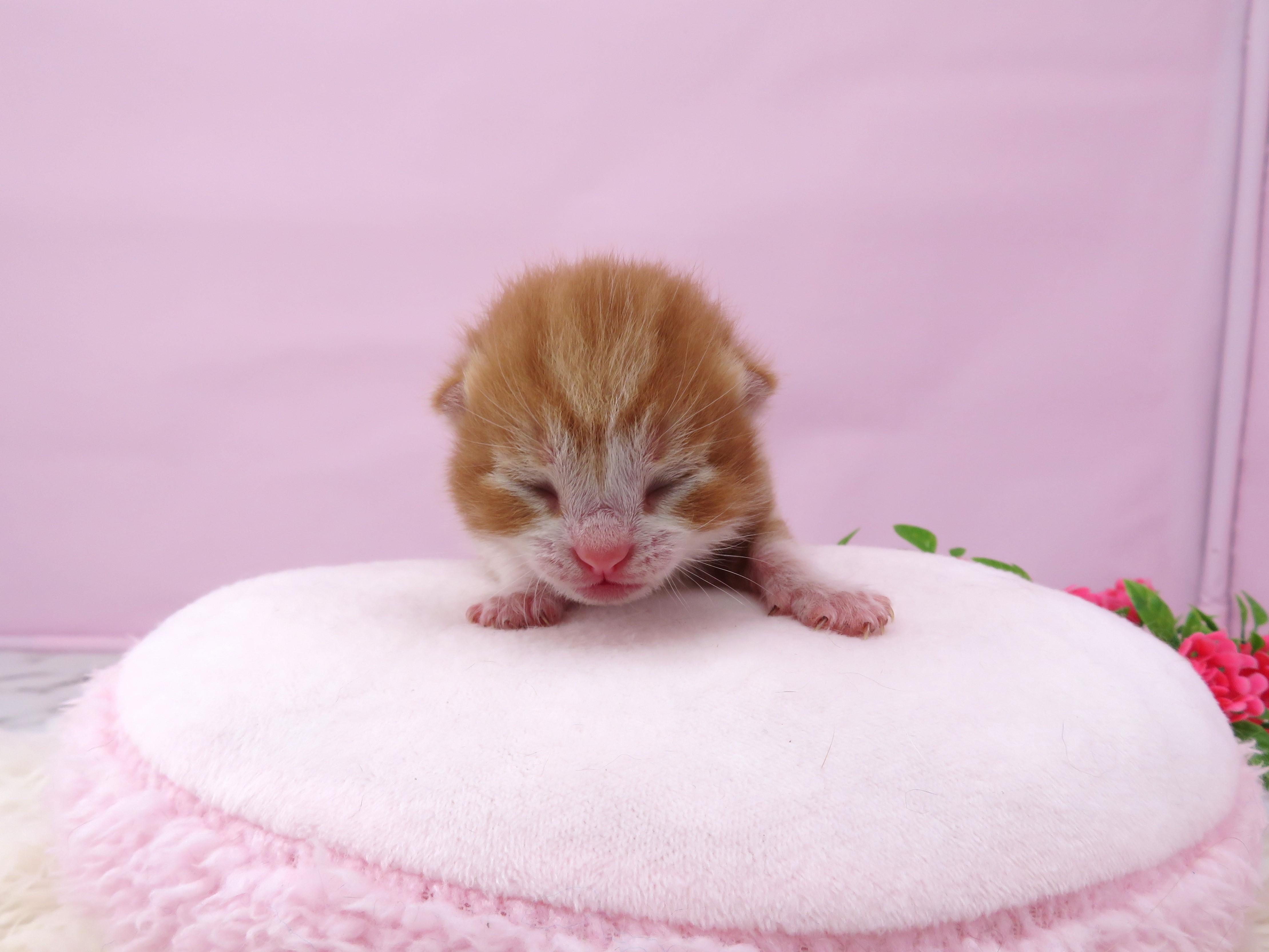 赤ちゃん写真1-1