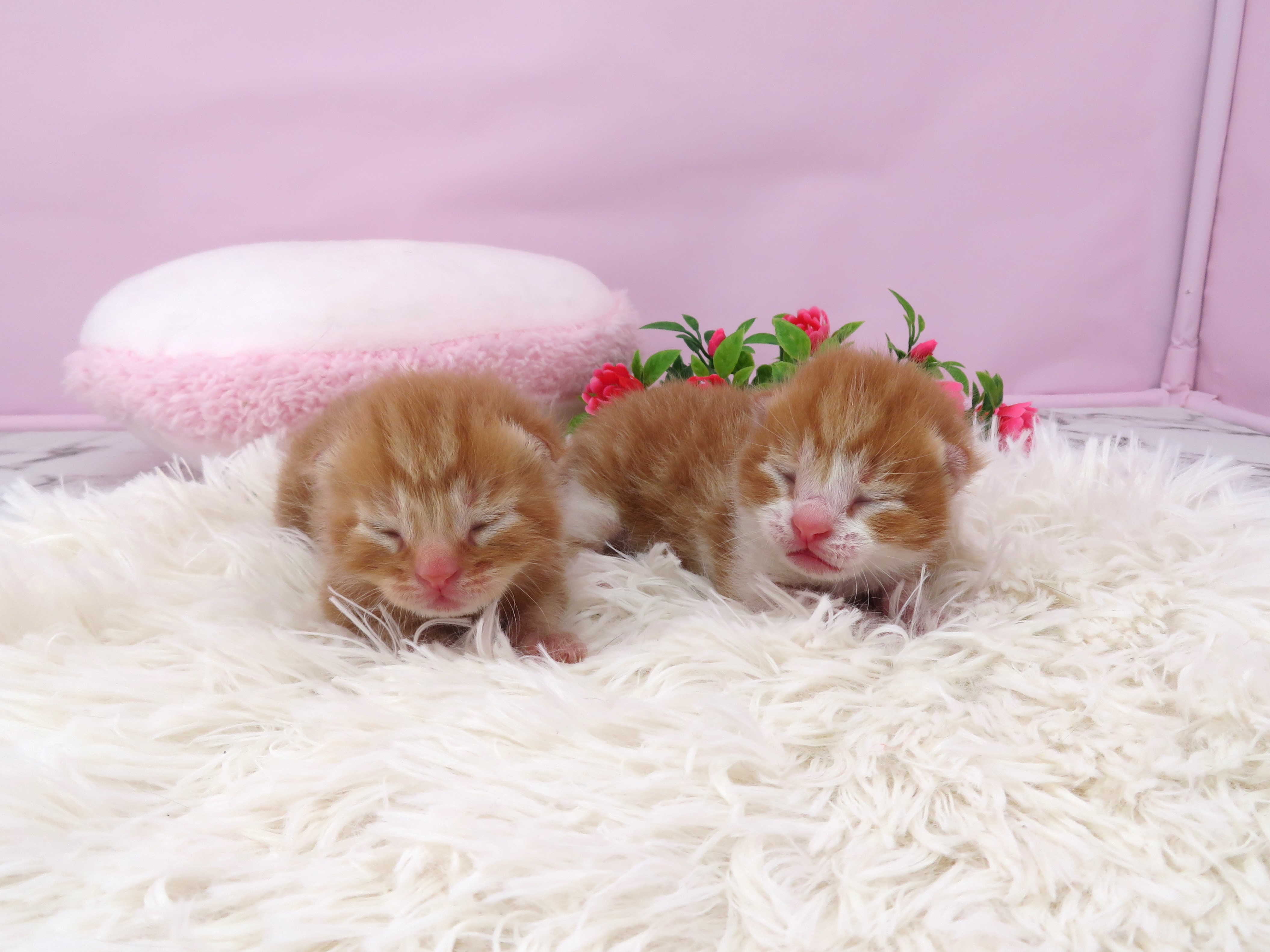 赤ちゃん写真1-3