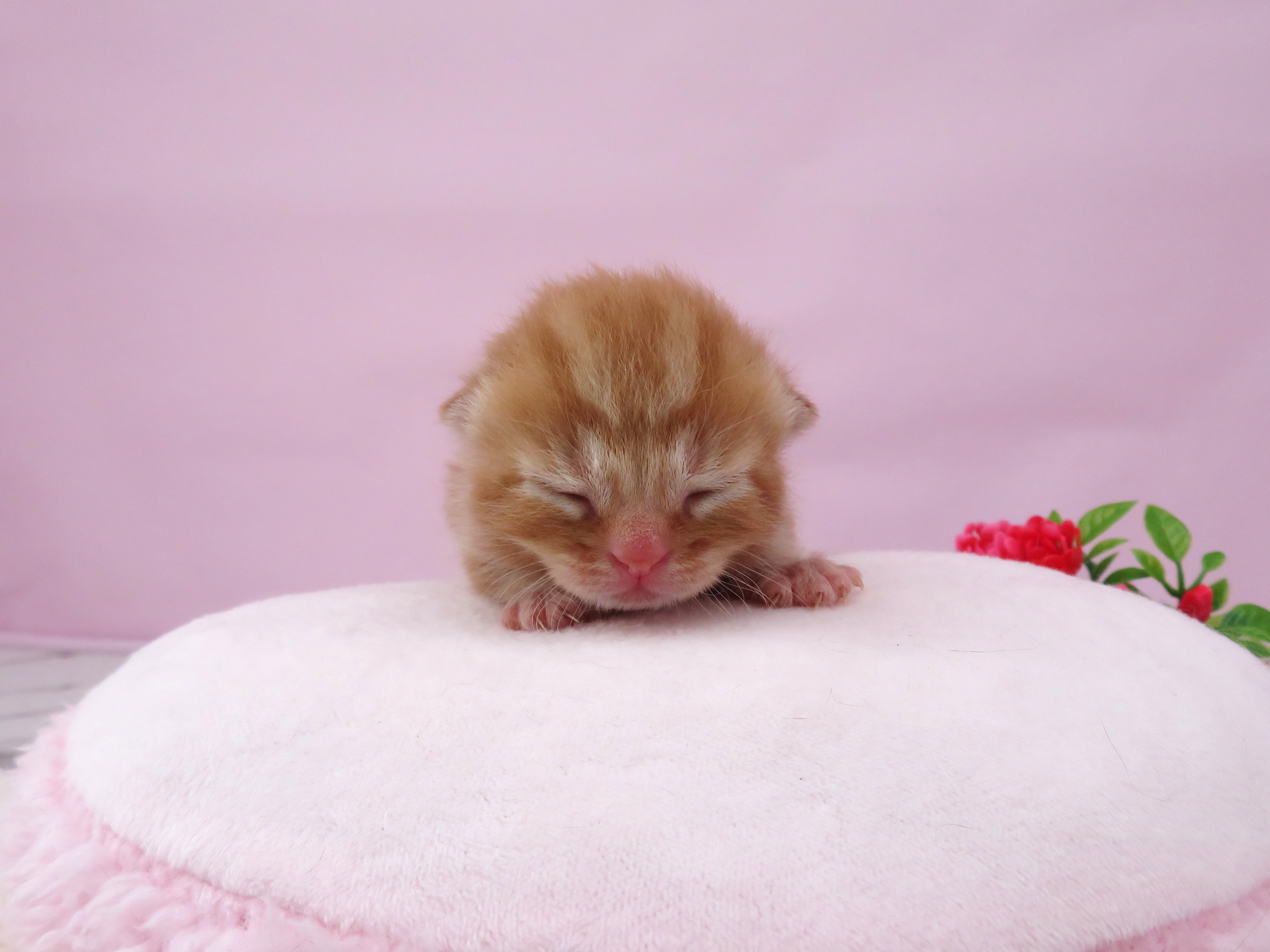 スコティッシュフォールド