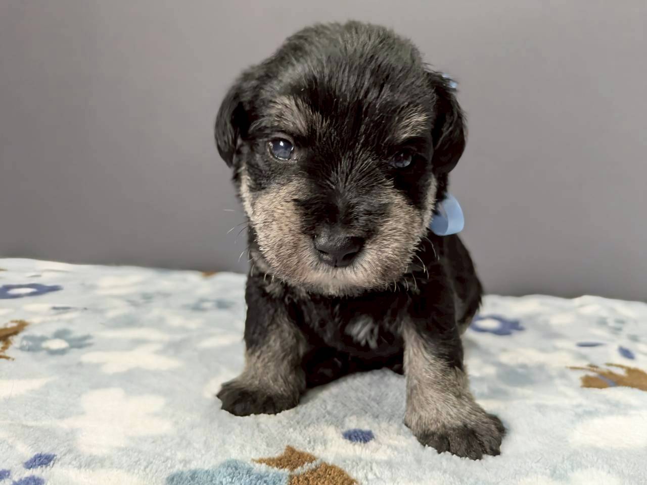 ミニチュア・シュナウザー