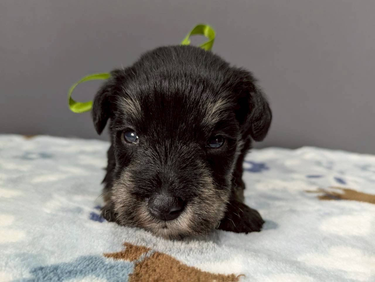 ミニチュア・シュナウザー