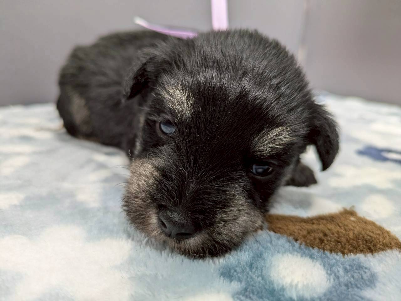 ミニチュア・シュナウザー