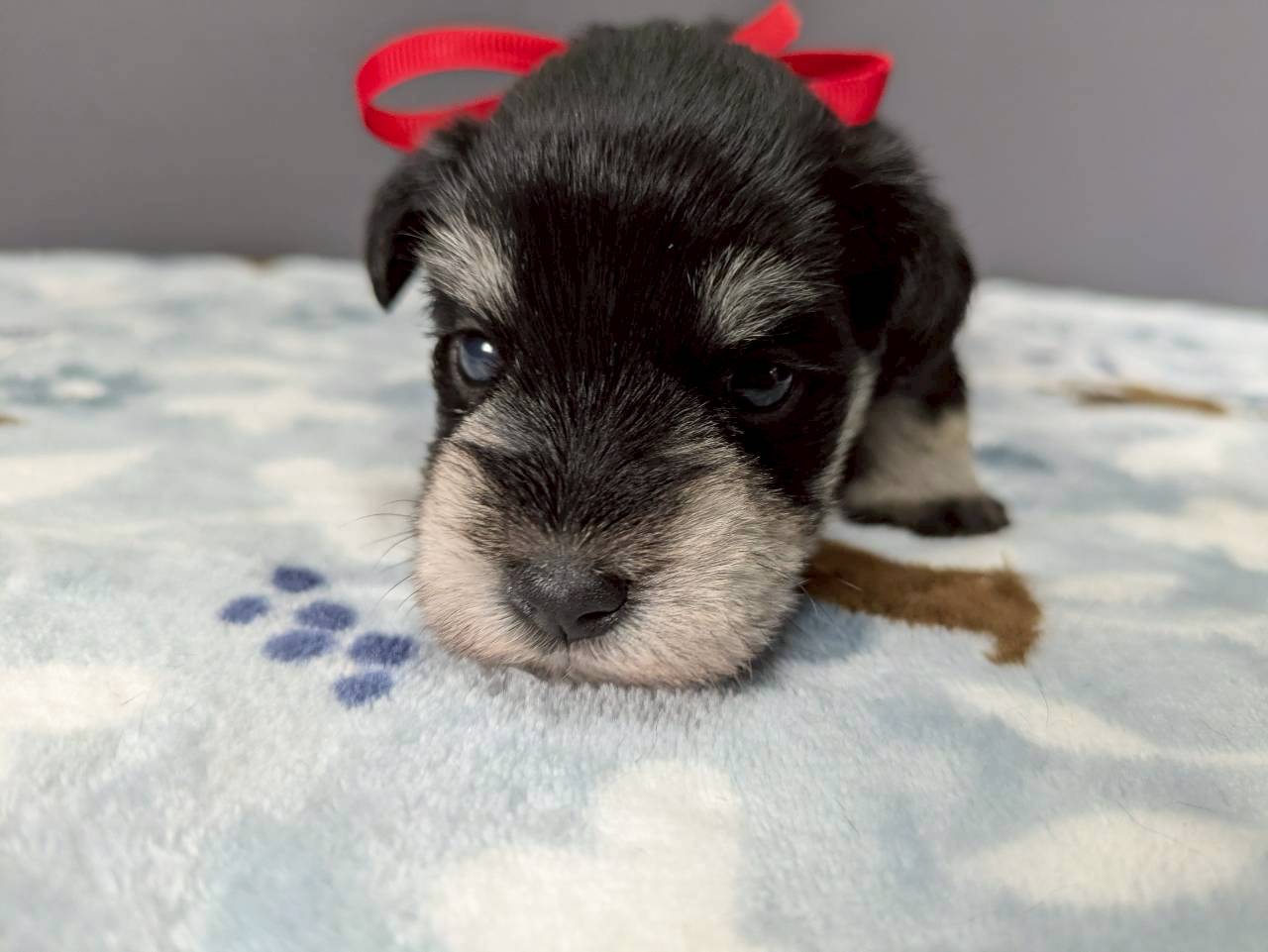 ミニチュア・シュナウザー