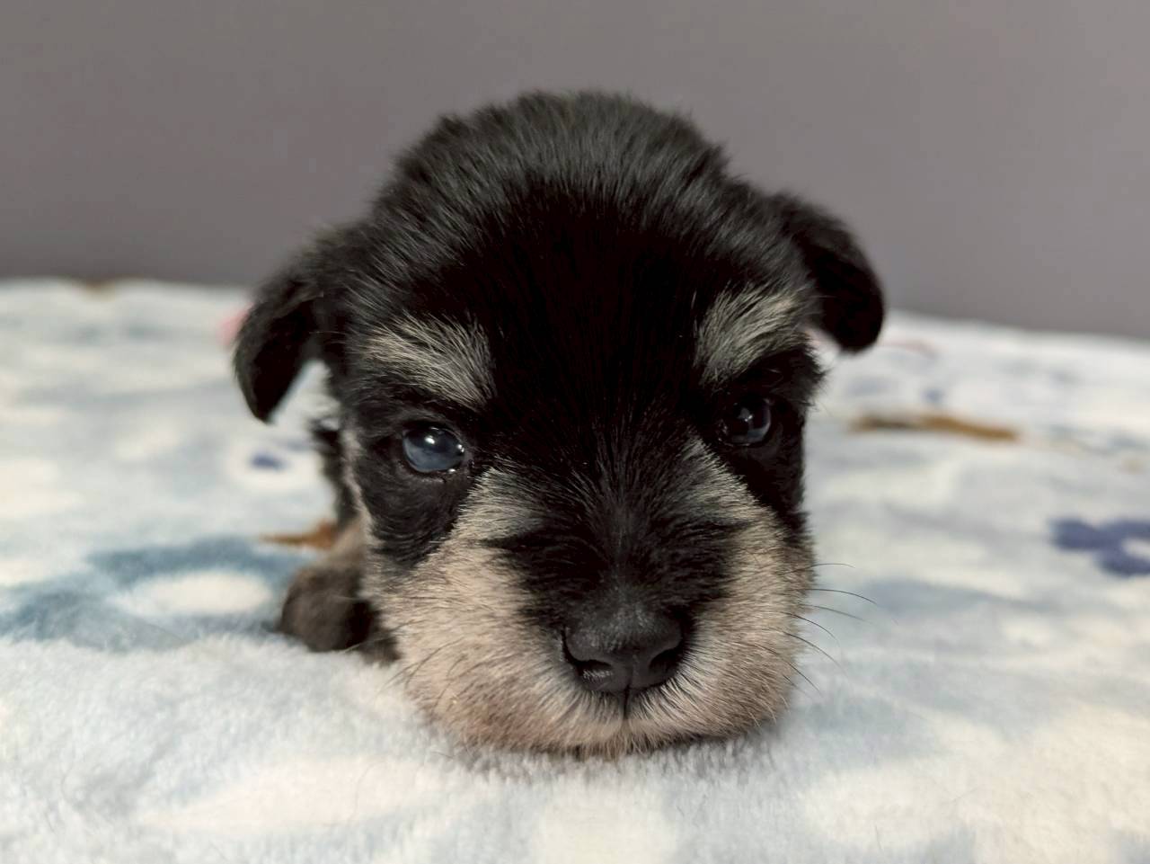 ミニチュア・シュナウザー