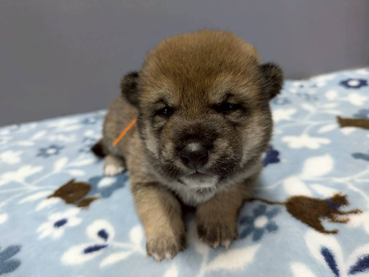 赤ちゃん写真2-1
