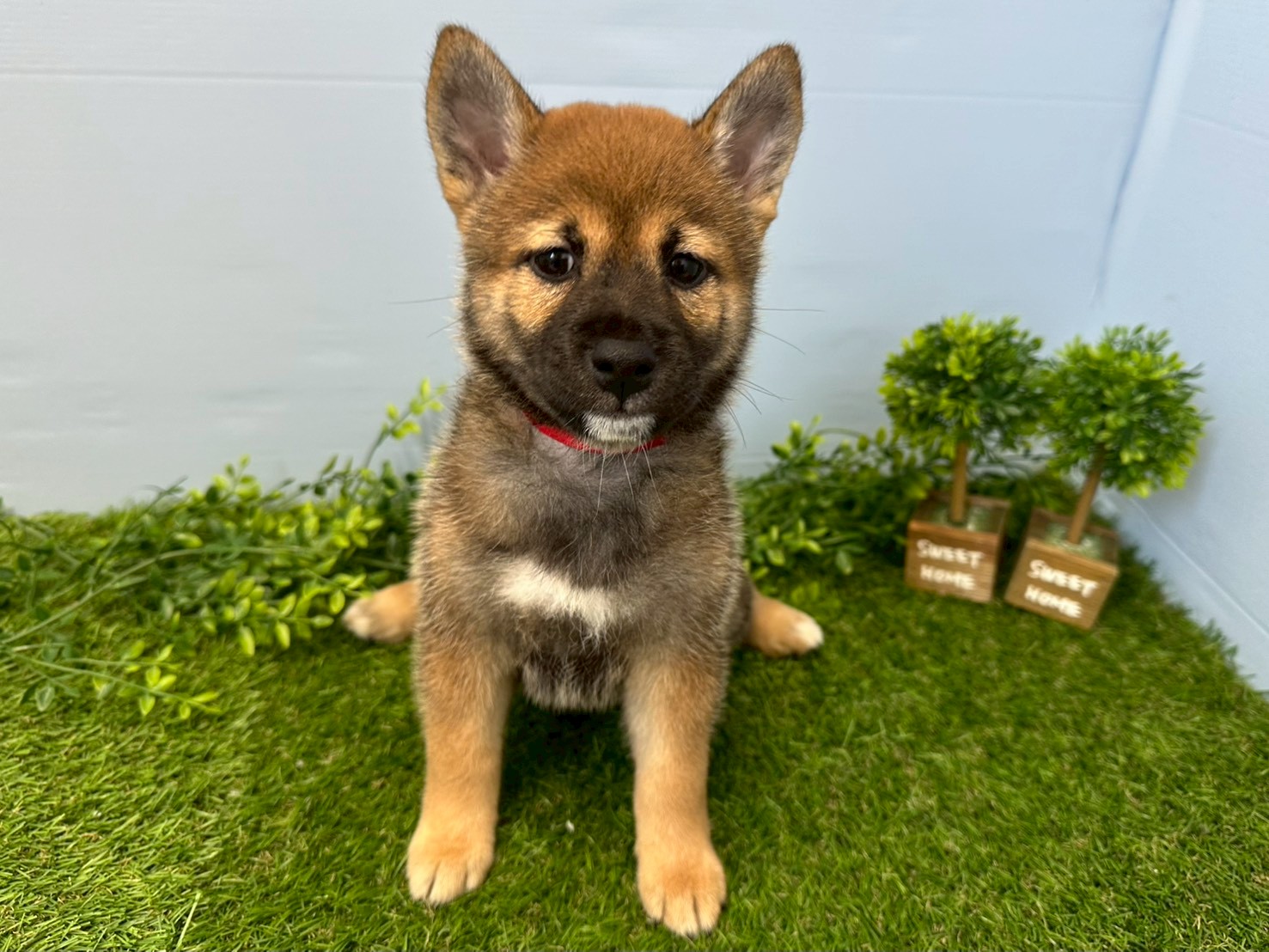 柴犬