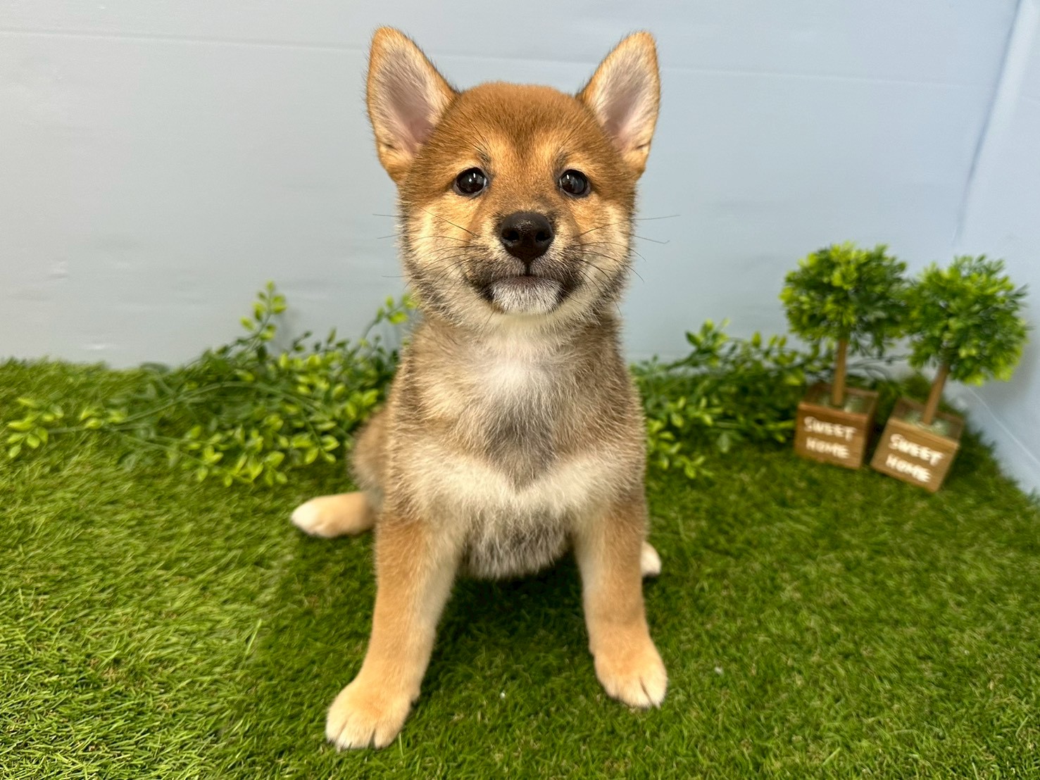 赤ちゃん写真3-1