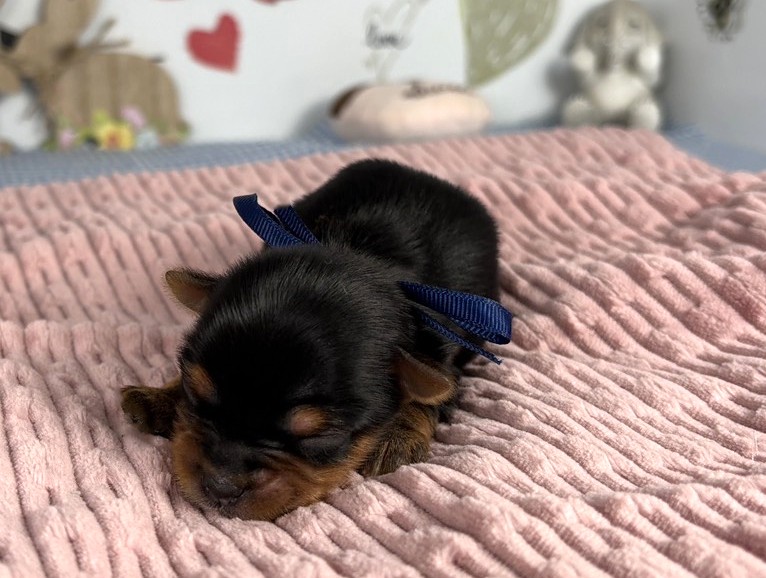 ヨークシャーテリア