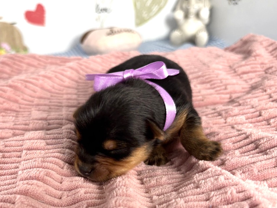 ヨークシャーテリア