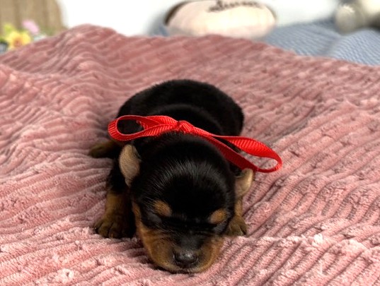 ヨークシャーテリア