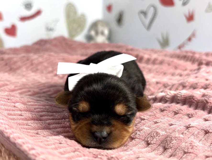 ヨークシャーテリア