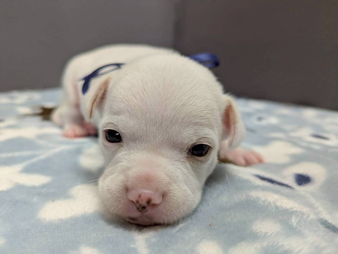 チワワ（スムースコート）