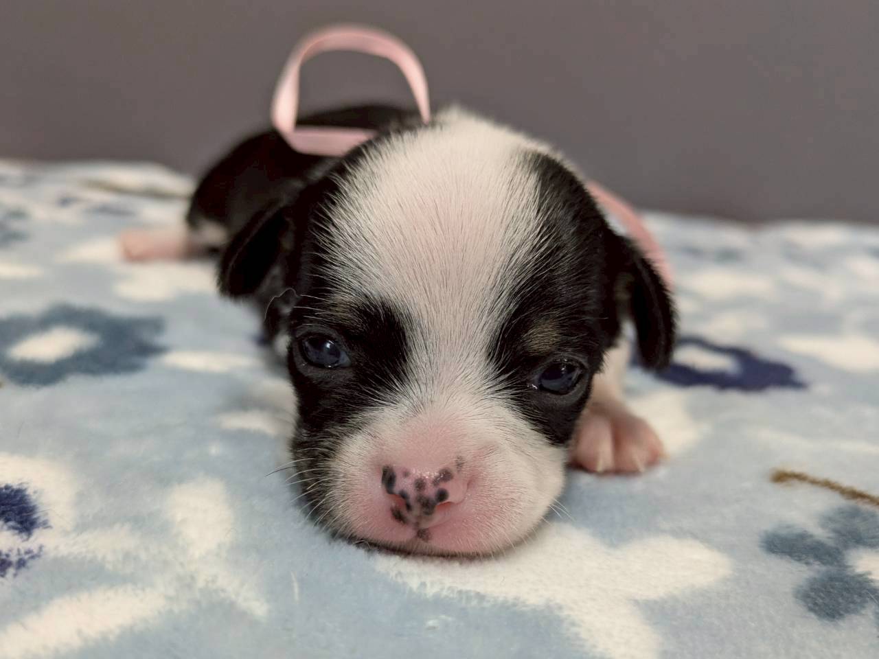 チワワ（スムースコート）