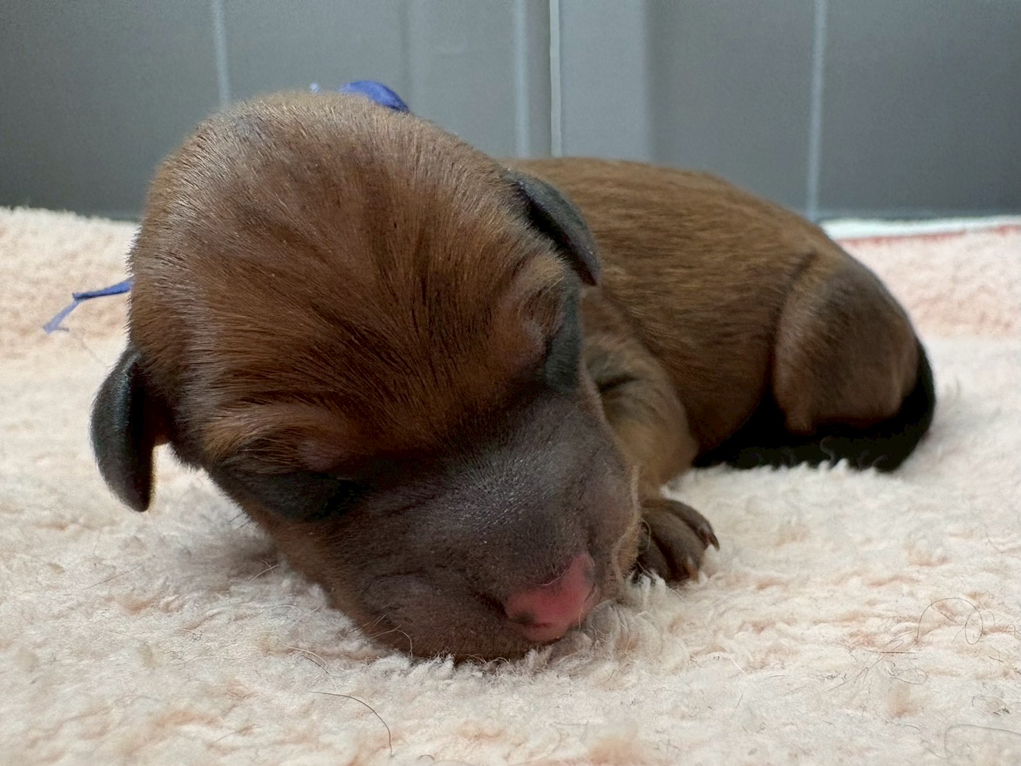 ミニチュア・ピンシャー