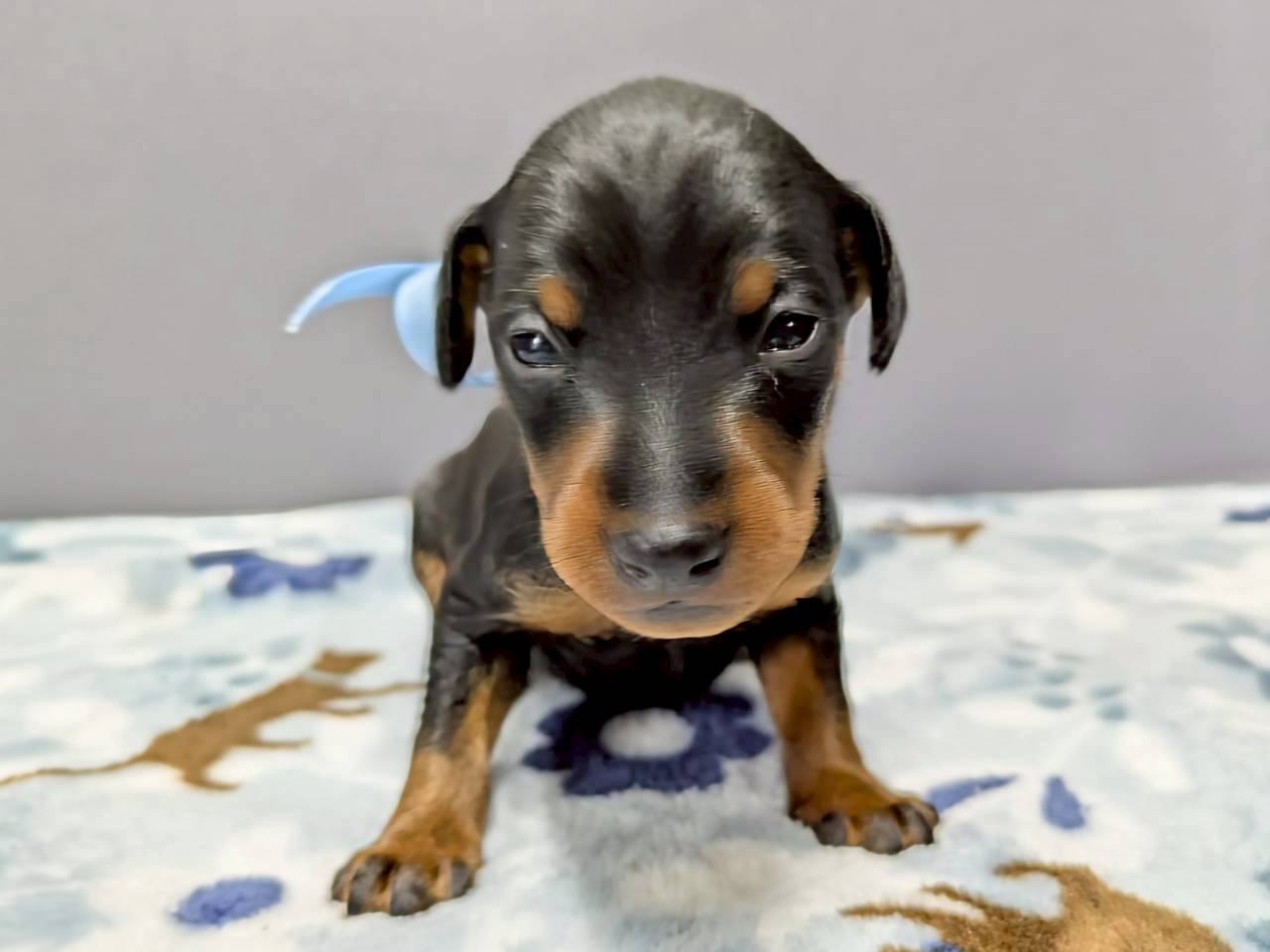 ミニチュア・ピンシャー