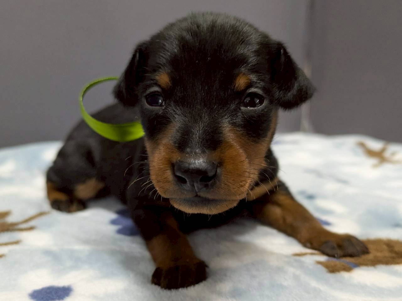 ミニチュア・ピンシャー