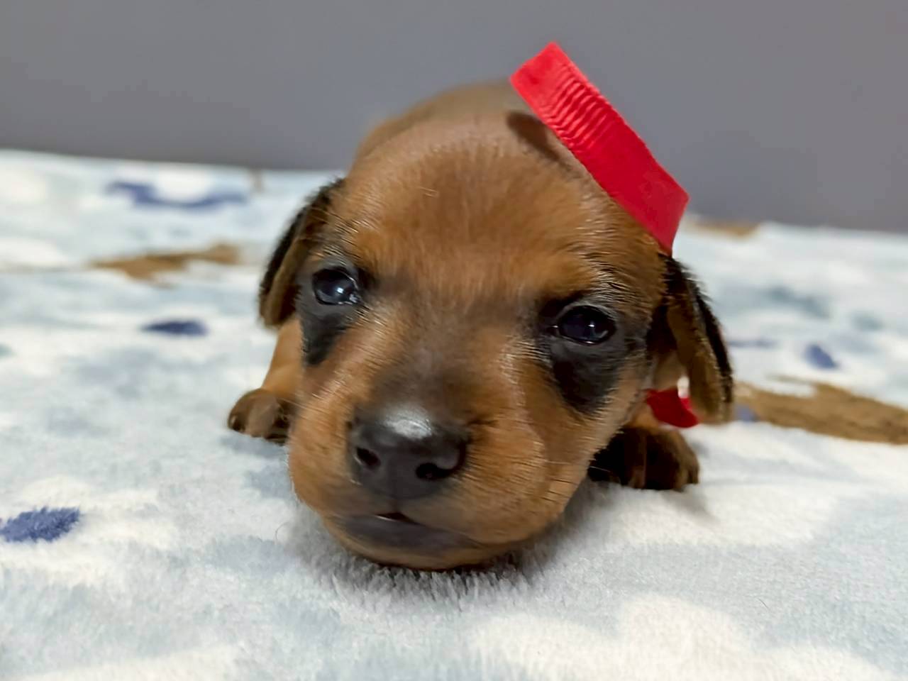 ミニチュア・ピンシャー