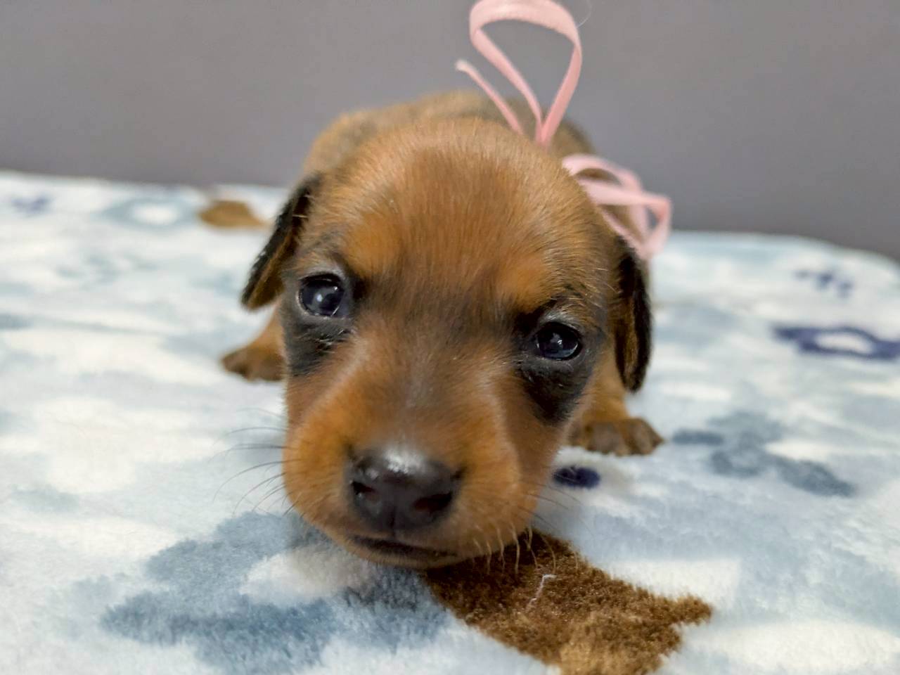 ミニチュア・ピンシャー