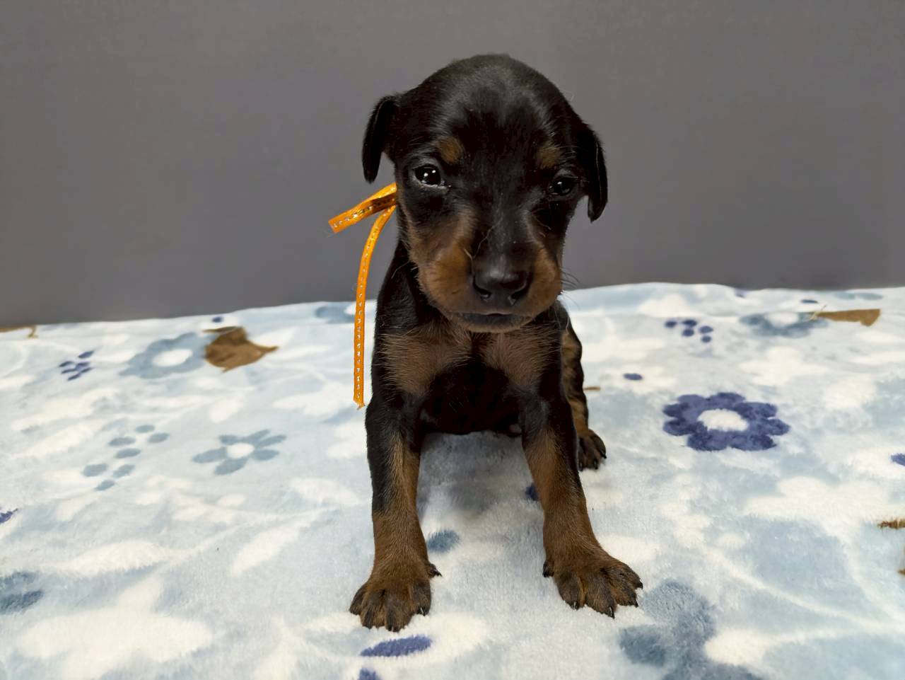 ミニチュア・ピンシャー