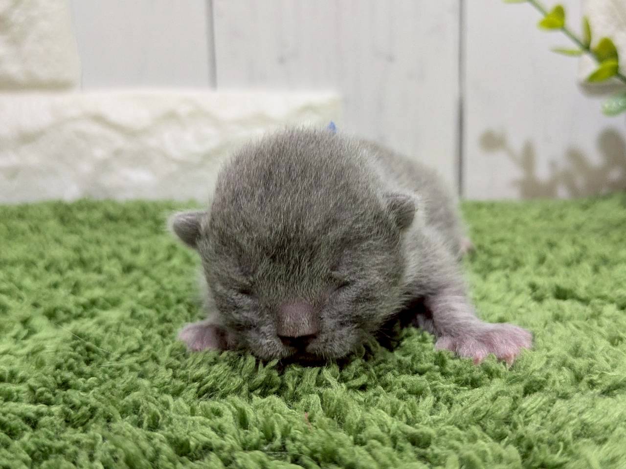 スコティッシュフォールド